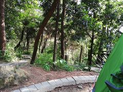 -铁山坪森林公园