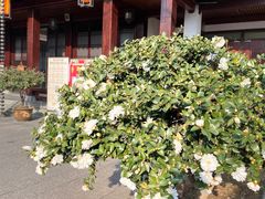 -香积寺