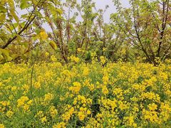 -古柏渡飞黄旅游区