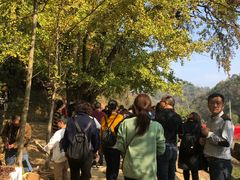 -千年银杏谷文化旅游区