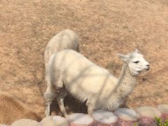 -石家庄市动物园