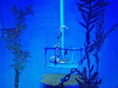 -上海海洋水族馆