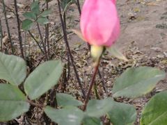 -东方巨龟苑景区