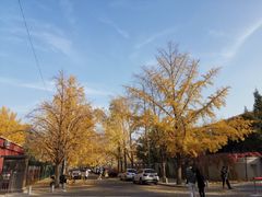 -三里屯东五街银杏大道