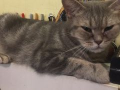-猫色咖啡·猫咖