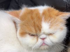 -安安宠医宠物医院·异宠·犬猫内科(岳阳分院)