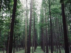 -渡海小渔村.老辈日照菜