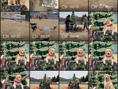 -趣玩宠物乐园寄养训犬训狗游泳池