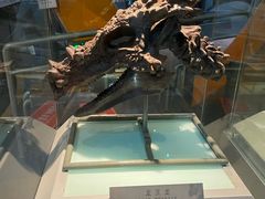 -河南自然博物馆