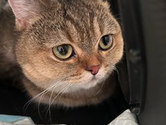 -纳吉亚猫专科动物医院·北北分院