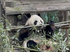 -西霞口神雕山野生动物世界