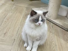 -安格丽娜·狗咖·猫咖羊驼咖(春熙路百盛商场店)