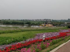 -空港花田景区