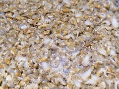 -张树军海鲜(王府壹号店)