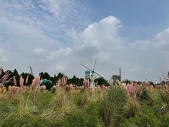 -荷兰花海