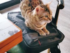 -猫咪咖啡·猫咖(万达广场店)