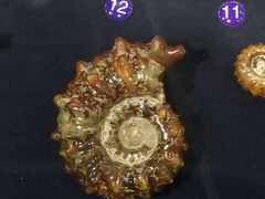-青岛贝壳博物馆