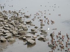 -深圳湾公园(南山区)