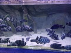 -烟台海昌鲸鲨海洋公园