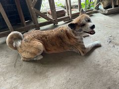 -马陆小张葡萄园农家乐