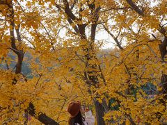 -遵化市禅林寺古银杏风景园