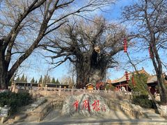 -大槐树寻根祭祖园