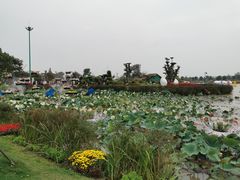 -荷兰花海