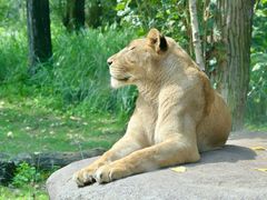 -北京野生动物园