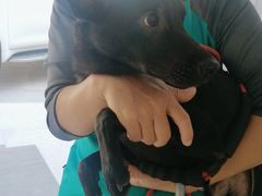 -宠福鑫康馨动物医院·骨科·眼科