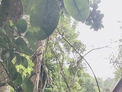 -西双版纳原始森林公园