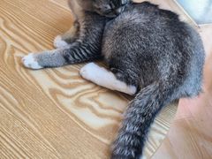 -猫咪派对(江南西店)