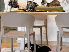 -有喵·猫咖·狗咖·30几只猫10只小狗(岗厦店)