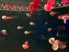 -欢乐海岸海洋奇梦馆