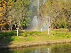 -上海共青森林公园