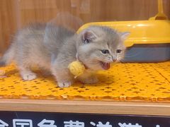-欣宠猫屋·矮脚拿破仑·蓝金金渐层