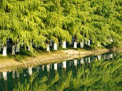 -昆山城市生态森林公园