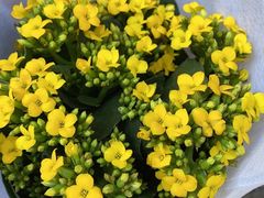 -循礼门鲜花花市(武汉循礼门店)