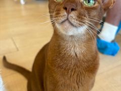 -Let's go狗咖·猫咖·奶狗·桌游(春熙路IFS店)