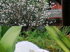 -青羊宫