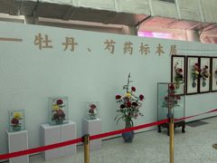 -曹州牡丹园
