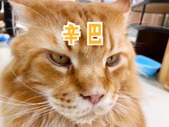 -藏猫猫咖啡主题馆(中央大道店)