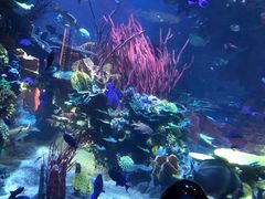 -迪拜帆船酒店海底餐厅