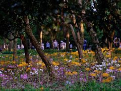 -杭州植物园