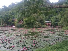 -西双版纳原始森林公园
