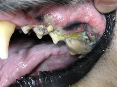 -宠福鑫康馨动物医院·骨科·眼科