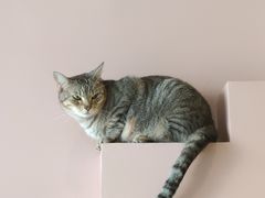 -猫儿山۰猫主题餐厅