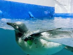 -太平洋海底世界