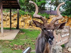 -清迈夜间动物园