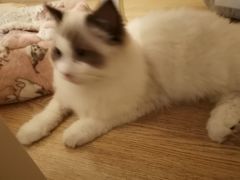 -滚猫咖啡·猫咖·猫友好撸猫(未来城店)