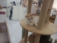 -喵园·猫主题咖啡厅·撸猫·猫咖(国贸店)